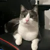 mihamiron8