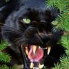 black.tiger6095