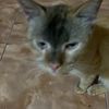 sempolbabii