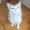 coaiio