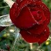 ismailhemat22