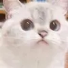 shencuc
