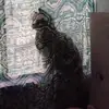 ruilyruilybed