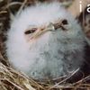 peripateticavian