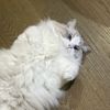 faashya_
