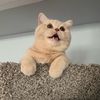 dunkindonutcat