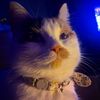 Spicy Cat