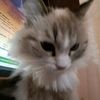 _shrek.pictures_