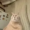 hahahaauconapagodnaako