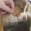 randomtonberryonline