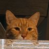 chango0347