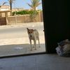 aleksey_looktok