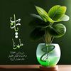 mansor2500