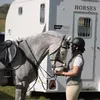 lilymaeequestrian