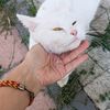 bahar123_2