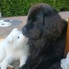 mycool_dogs