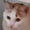 sunshine_n_kittens