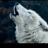 binodgadal47