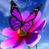 papillondeschamps0