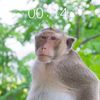 tgdurian