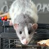 RatsPicnic