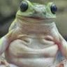 froggywoggy4