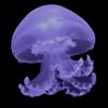 pretty.purple.jellyfish