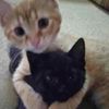 kittybulityanddogs_me