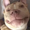 chapo_the.bully