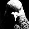 1_pashka_2