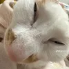 vuchaualonchauauhh