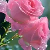 mahammad0002