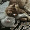 um.atoee