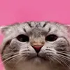 whede498