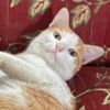 onet_794