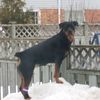 4rottweiler