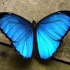 bluebutterfly1209