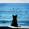 .music.118