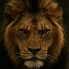 lionsauvage31