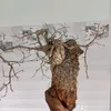 phoidattree