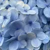 bluebellprinc