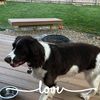 springermom12