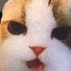 gfsthvdth