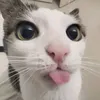 xnstv_