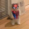 cat_spooderman