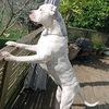 urbanlegenddogosnz