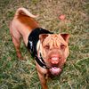 billiethesharpei