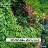user4974733730495