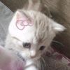 arina_446436