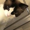 usersdood10e747